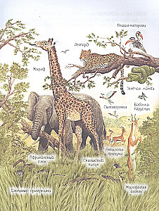 Ренне Удивительный мир животных. Энциклопедия для малышей