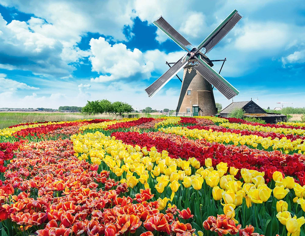 Пазл 1000 - Мельница в тюльпанах
