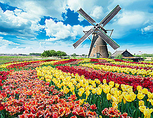 Пазл 1000 - Мельница в тюльпанах