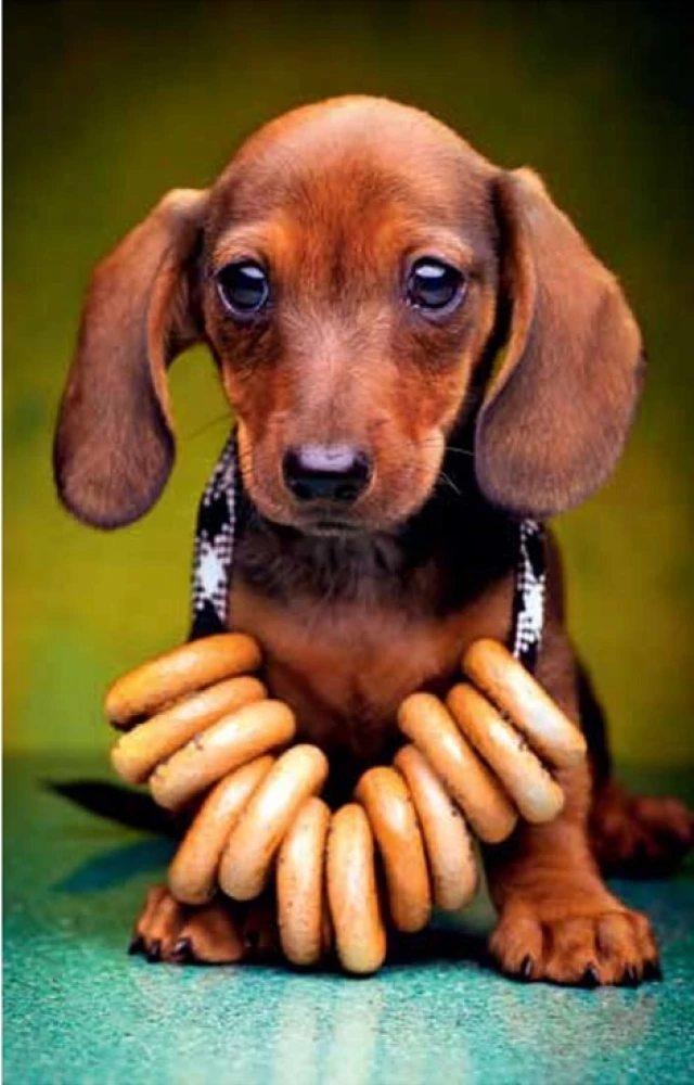 Puzzle 500 - Dachshund Puppy