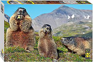 Puzzle 500 - Alpine Marmots