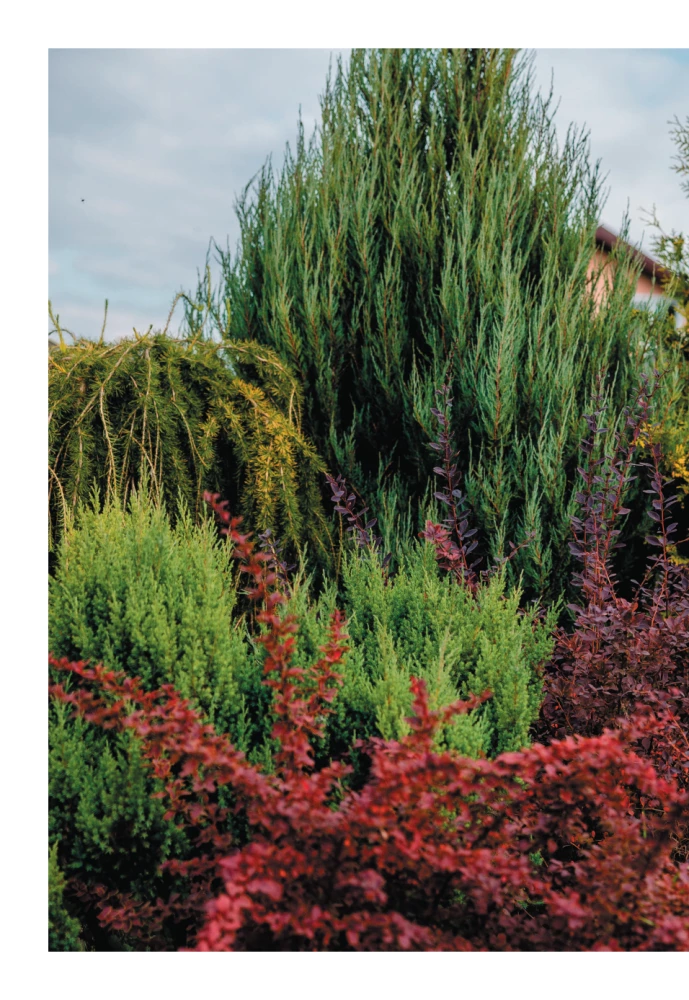 A Beautiful Garden for All Seasons. How to Create Expressive Compositions of Conifers and Decorative Shrubs