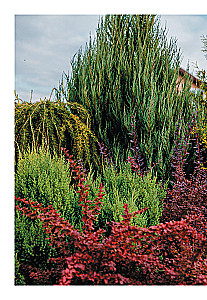 A Beautiful Garden for All Seasons. How to Create Expressive Compositions of Conifers and Decorative Shrubs