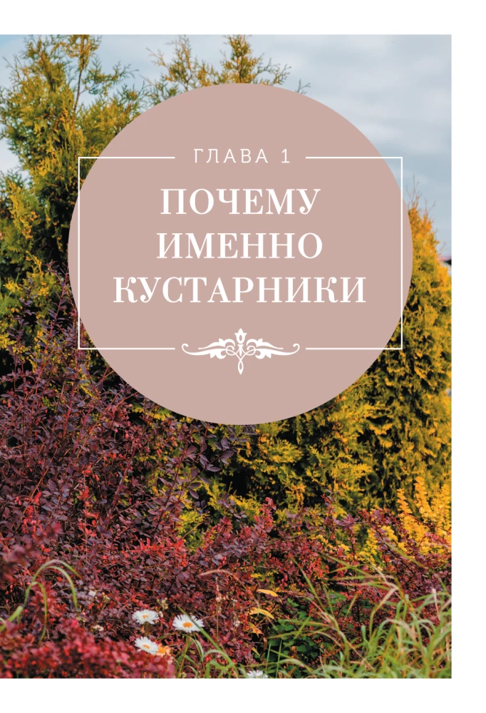 A Beautiful Garden for All Seasons. How to Create Expressive Compositions of Conifers and Decorative Shrubs