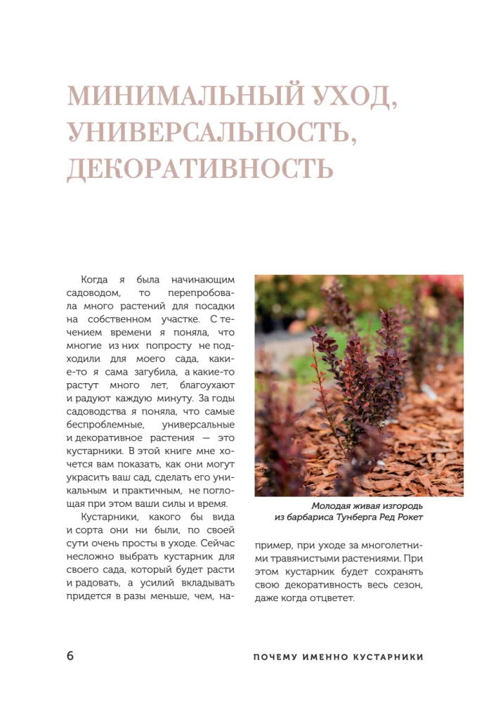 A Beautiful Garden for All Seasons. How to Create Expressive Compositions of Conifers and Decorative Shrubs