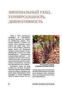 A Beautiful Garden for All Seasons. How to Create Expressive Compositions of Conifers and Decorative Shrubs