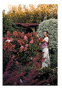 A Beautiful Garden for All Seasons. How to Create Expressive Compositions of Conifers and Decorative Shrubs