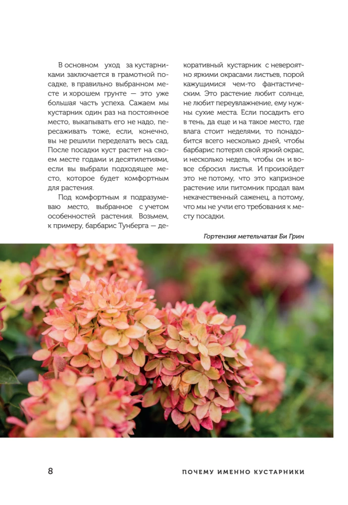 A Beautiful Garden for All Seasons. How to Create Expressive Compositions of Conifers and Decorative Shrubs