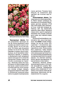 A Beautiful Garden for All Seasons. How to Create Expressive Compositions of Conifers and Decorative Shrubs