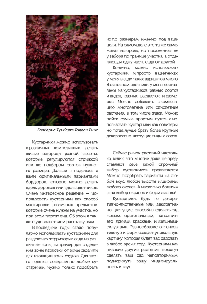 A Beautiful Garden for All Seasons. How to Create Expressive Compositions of Conifers and Decorative Shrubs