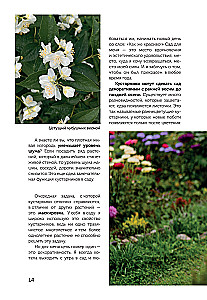 A Beautiful Garden for All Seasons. How to Create Expressive Compositions of Conifers and Decorative Shrubs