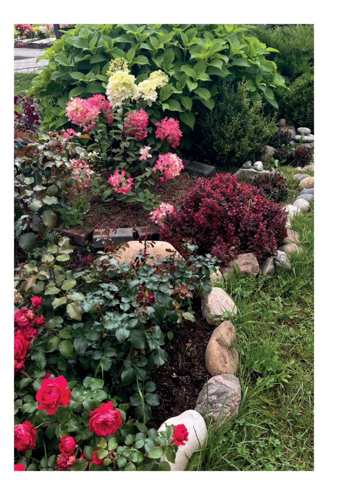 A Beautiful Garden for All Seasons. How to Create Expressive Compositions of Conifers and Decorative Shrubs