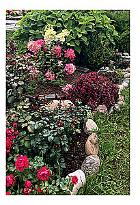 A Beautiful Garden for All Seasons. How to Create Expressive Compositions of Conifers and Decorative Shrubs