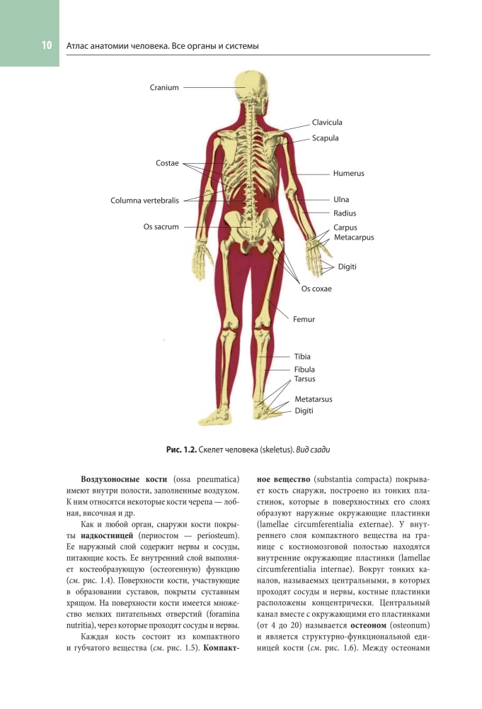 Cilvēka anatomijas atlants. Visas orgāni un sistēmas