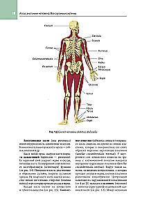 Cilvēka anatomijas atlants. Visas orgāni un sistēmas