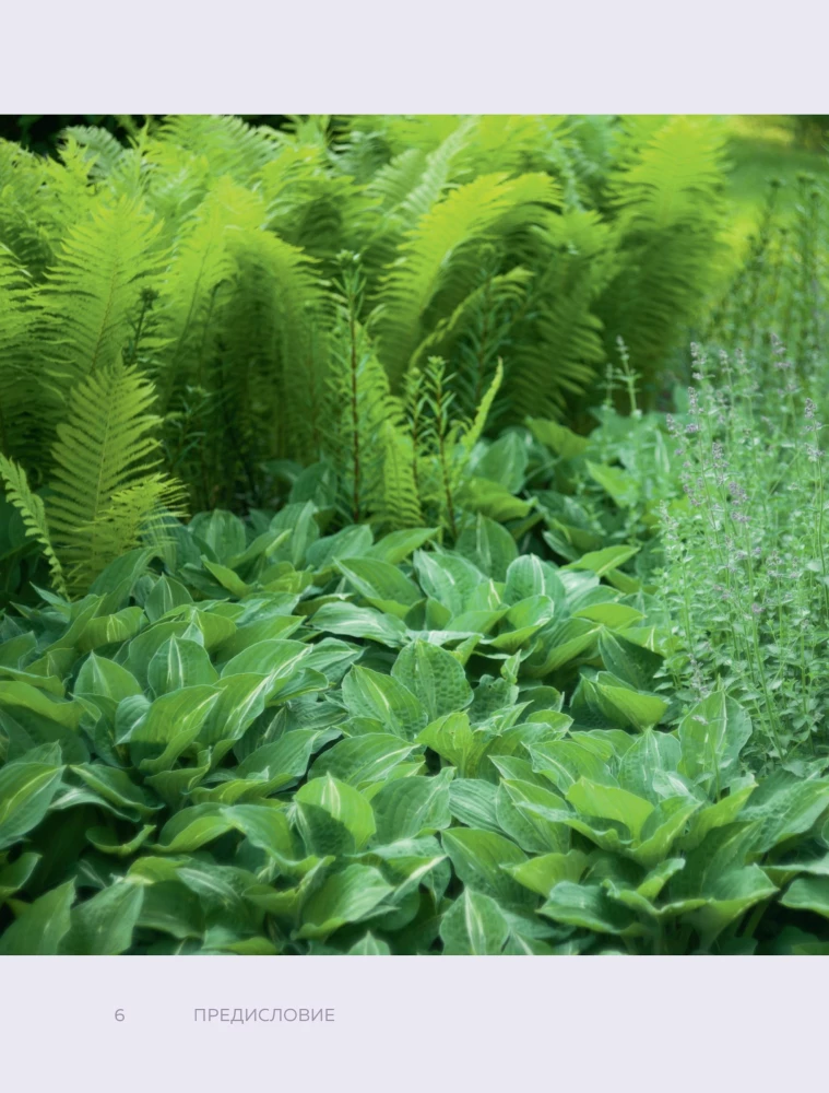 The Magic of the Shadow Garden. How to Choose the Perfect Plants for the Hidden Corners of Your Plot and Create Beautiful Compositions