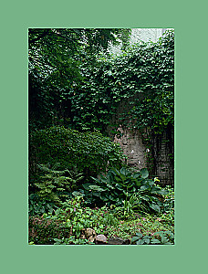 The Magic of the Shadow Garden. How to Choose the Perfect Plants for the Hidden Corners of Your Plot and Create Beautiful Compositions