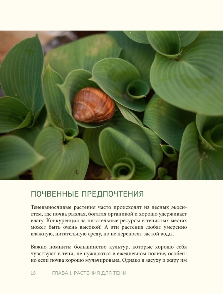 The Magic of the Shadow Garden. How to Choose the Perfect Plants for the Hidden Corners of Your Plot and Create Beautiful Compositions