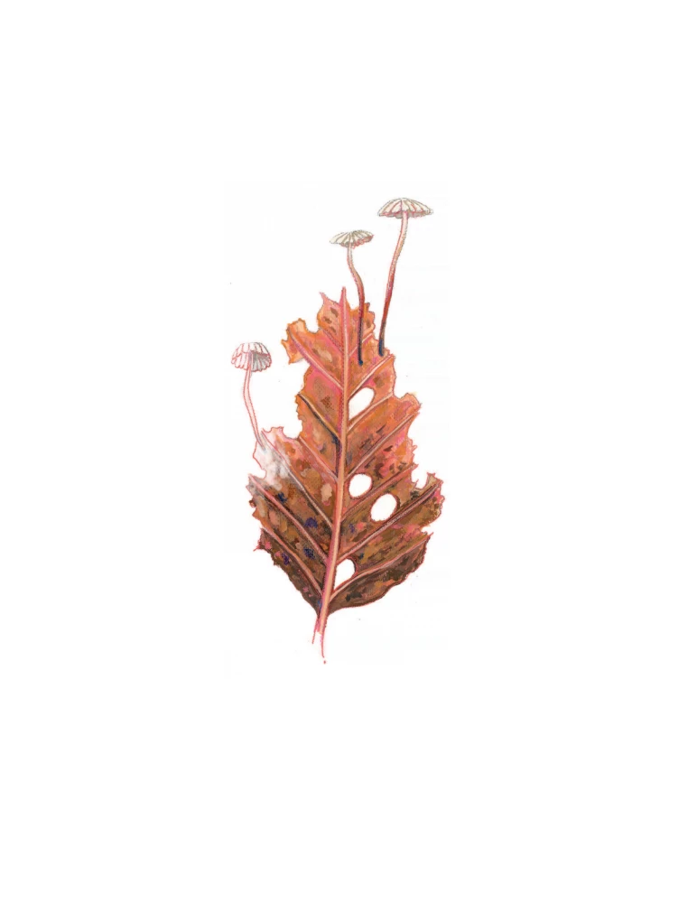 The Kingdom of Mushrooms