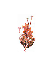 The Kingdom of Mushrooms