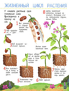 Your Home Garden: A Book of Ideas and Entertainment