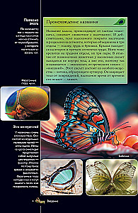 Insects. Illustrated Guide