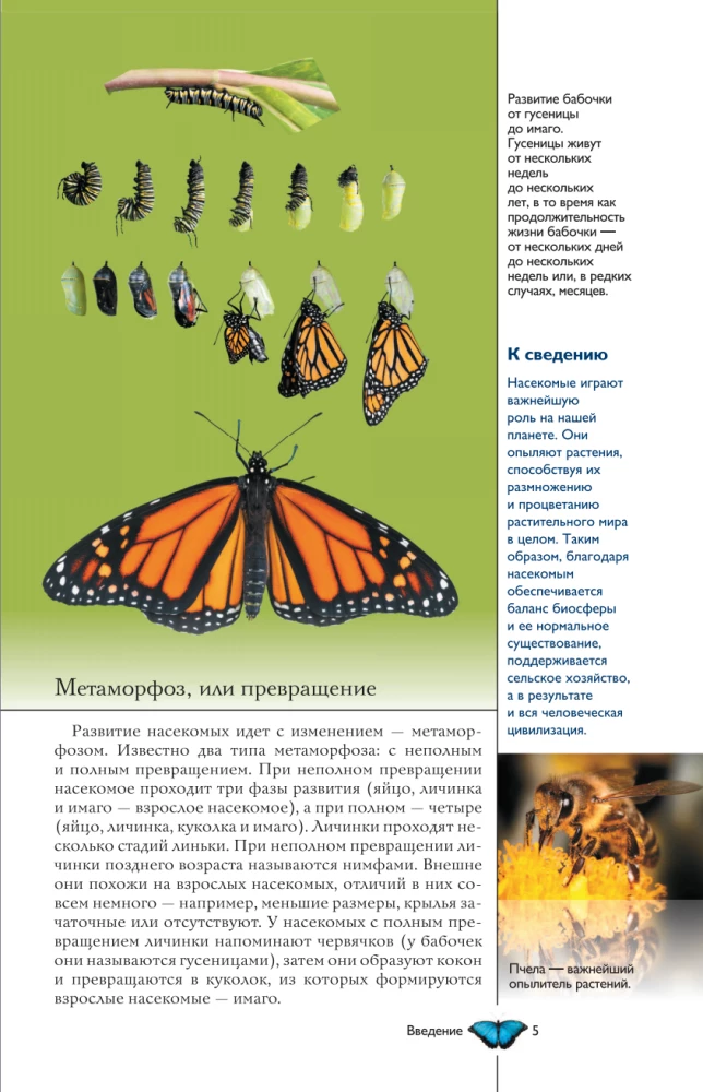 Insects. Illustrated Guide