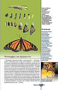 Insects. Illustrated Guide