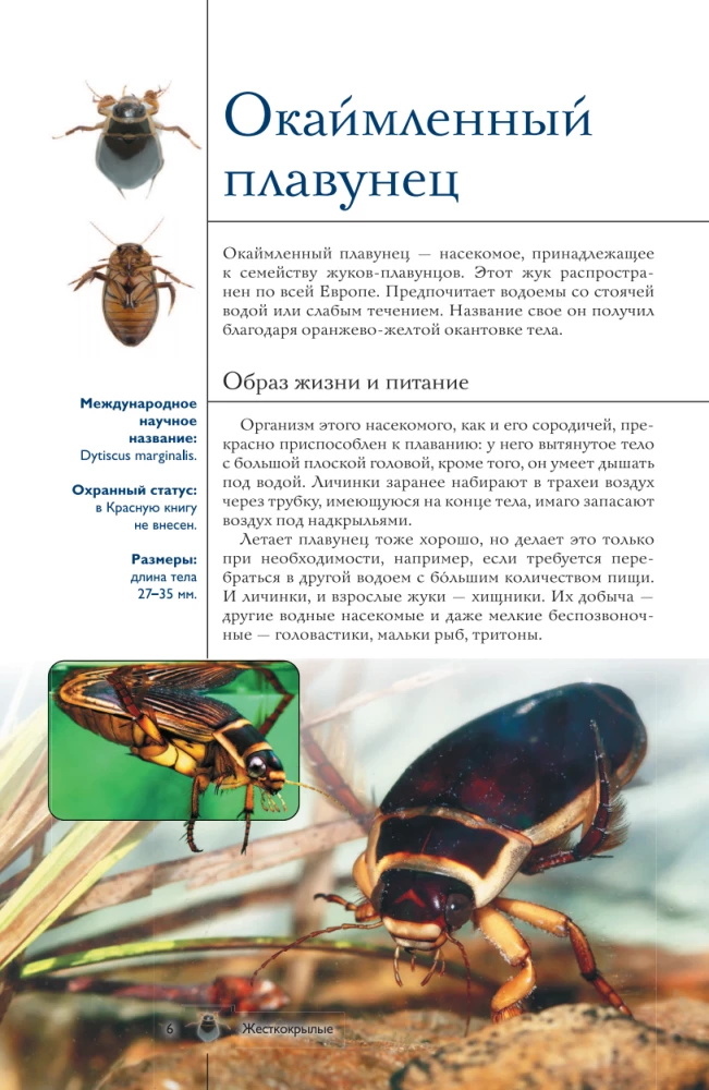 Insects. Illustrated Guide