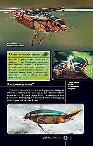 Insects. Illustrated Guide