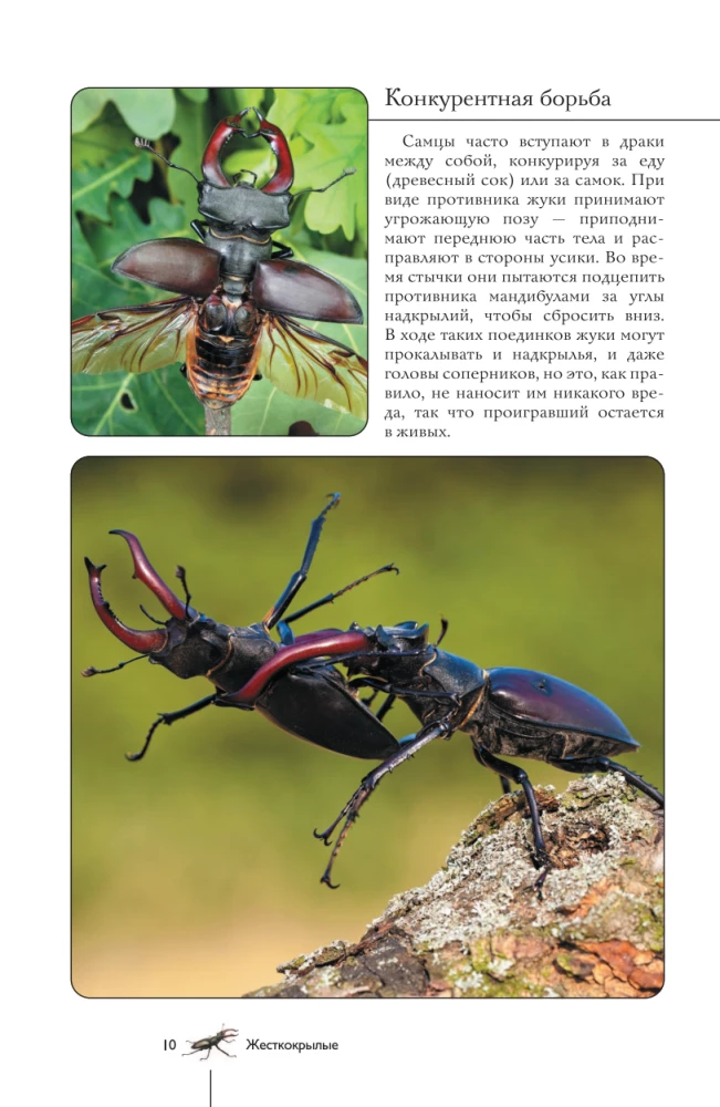 Insects. Illustrated Guide