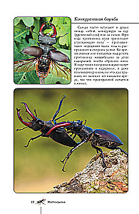 Insects. Illustrated Guide