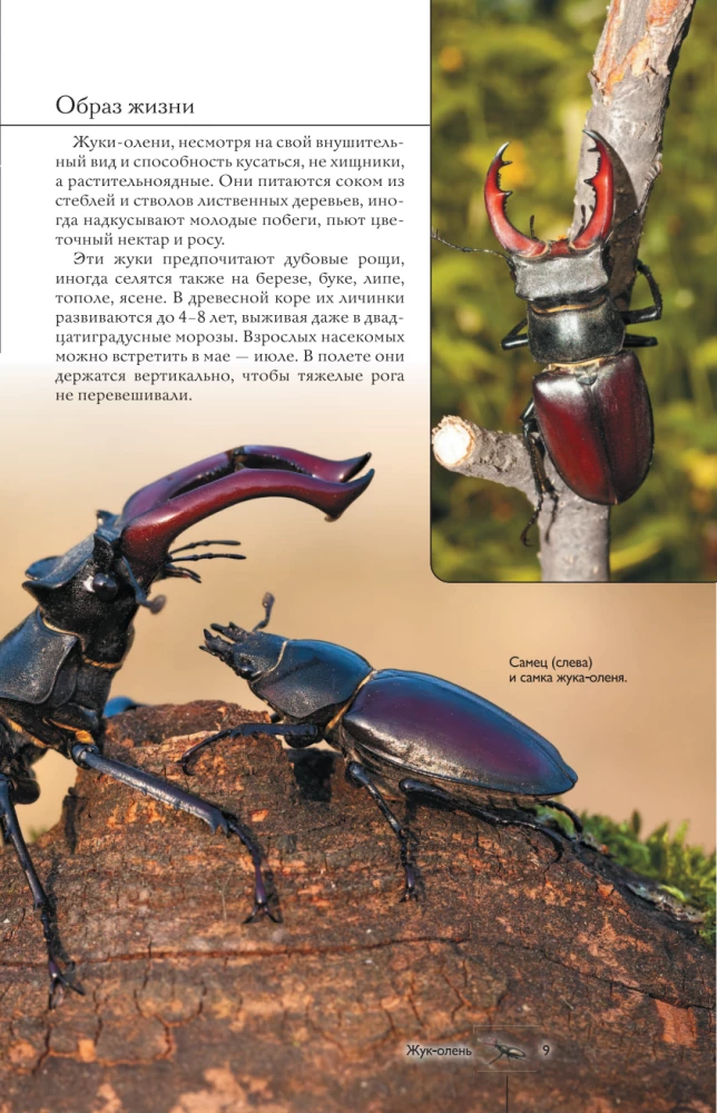 Insects. Illustrated Guide