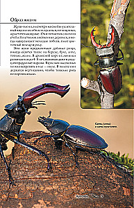 Insects. Illustrated Guide