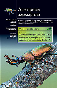 Insects. Illustrated Guide