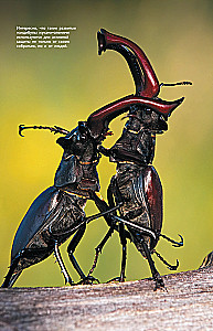 Insects. Illustrated Guide