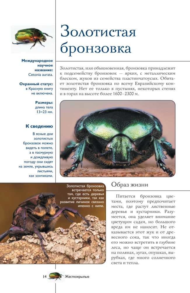 Insects. Illustrated Guide