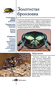 Insects. Illustrated Guide