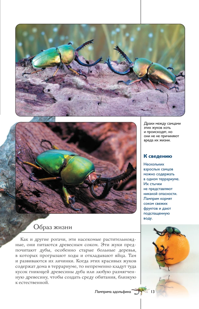 Insects. Illustrated Guide