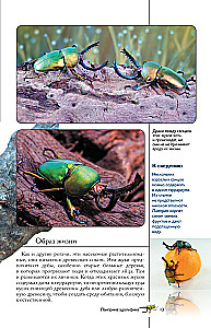 Insects. Illustrated Guide