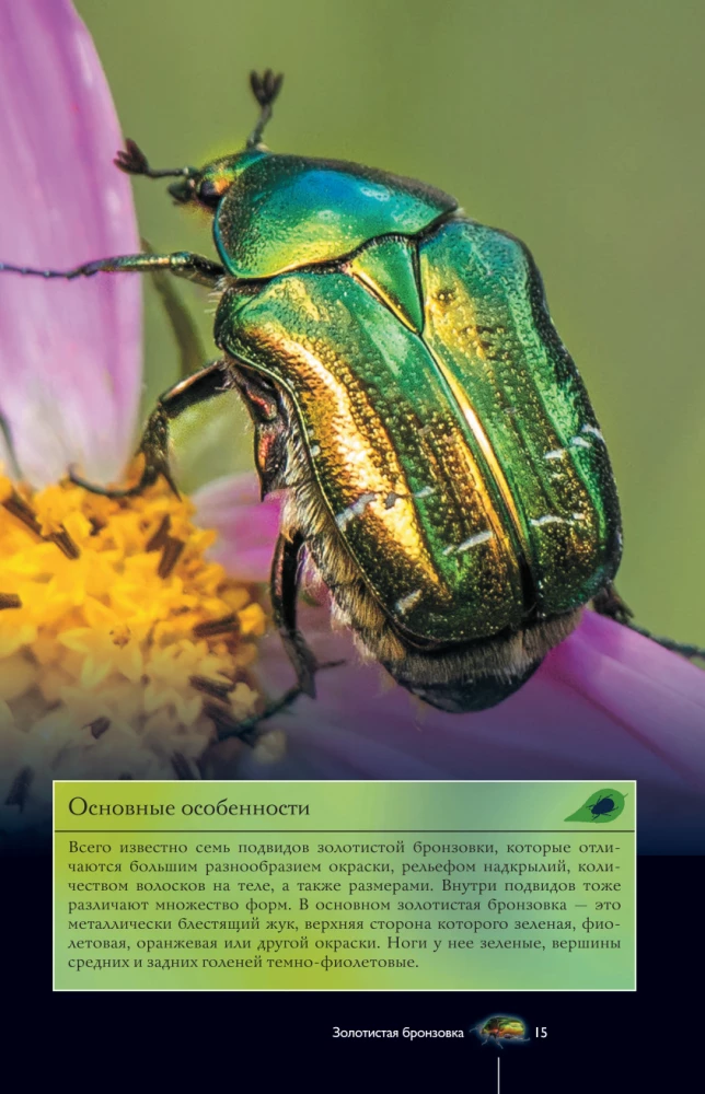 Insects. Illustrated Guide