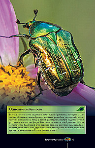 Insects. Illustrated Guide