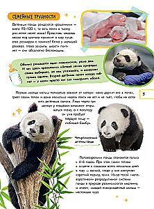 Capybara and Other Meme Animals