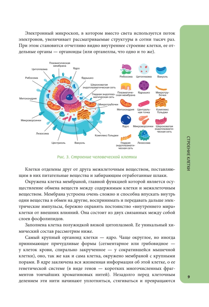 Anatomija skolēniem. Palīdzība ķīmijas un bioloģijas klašu skolēniem un dabaszinātņu virzienu studentiem