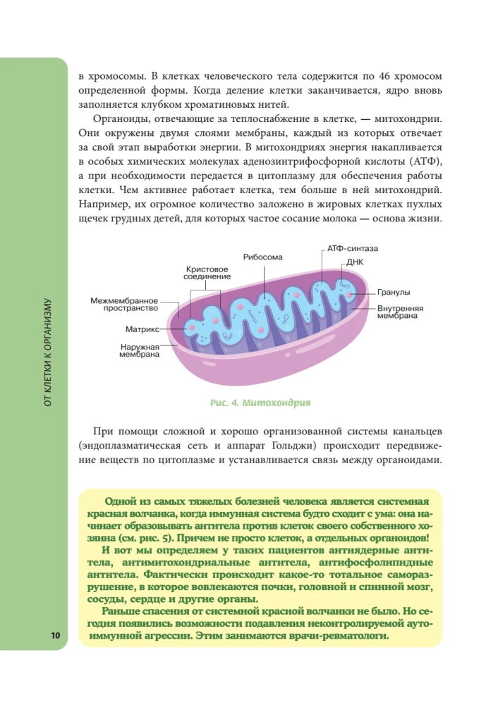 Anatomija skolēniem. Palīdzība ķīmijas un bioloģijas klašu skolēniem un dabaszinātņu virzienu studentiem