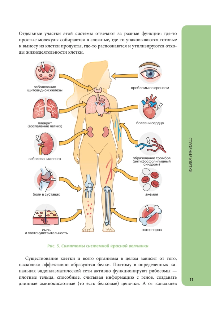 Anatomija skolēniem. Palīdzība ķīmijas un bioloģijas klašu skolēniem un dabaszinātņu virzienu studentiem