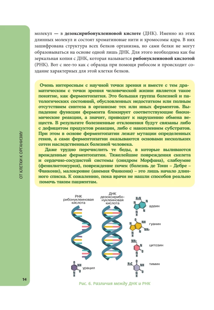 Anatomija skolēniem. Palīdzība ķīmijas un bioloģijas klašu skolēniem un dabaszinātņu virzienu studentiem