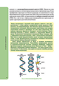 Anatomija skolēniem. Palīdzība ķīmijas un bioloģijas klašu skolēniem un dabaszinātņu virzienu studentiem