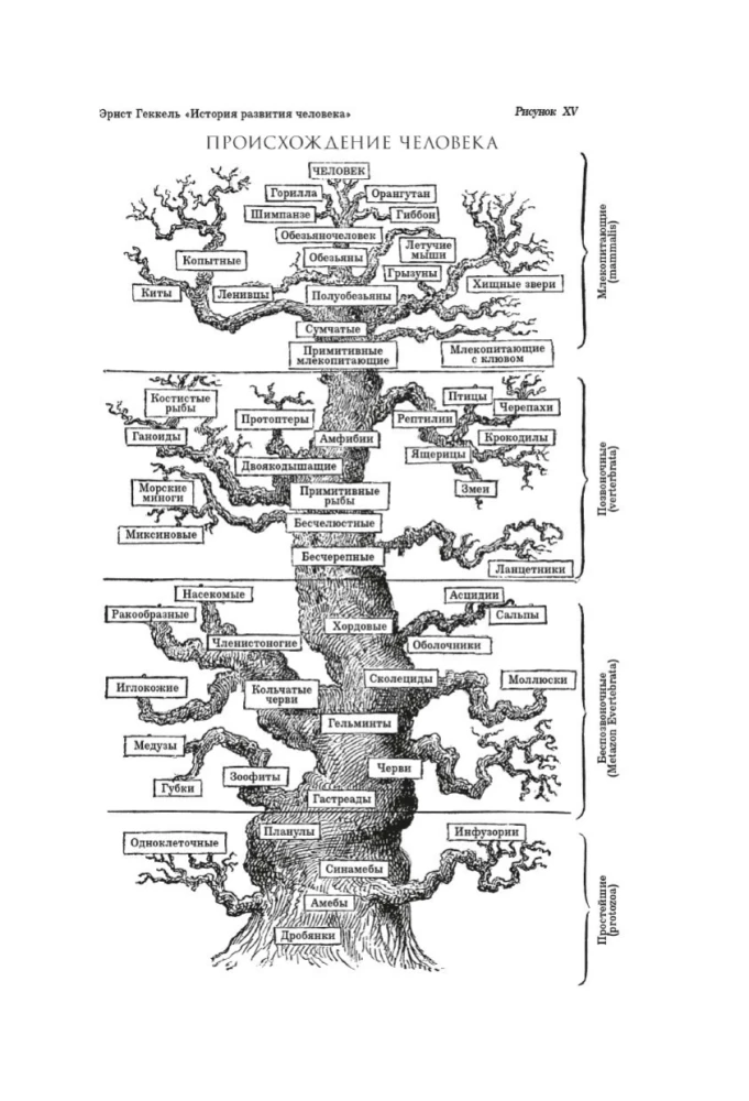 Fitopolis. Dzīves pilsēta