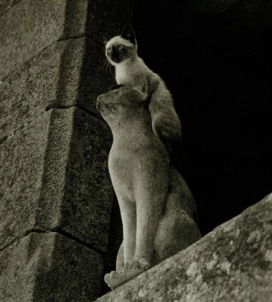 Большая книга кошек